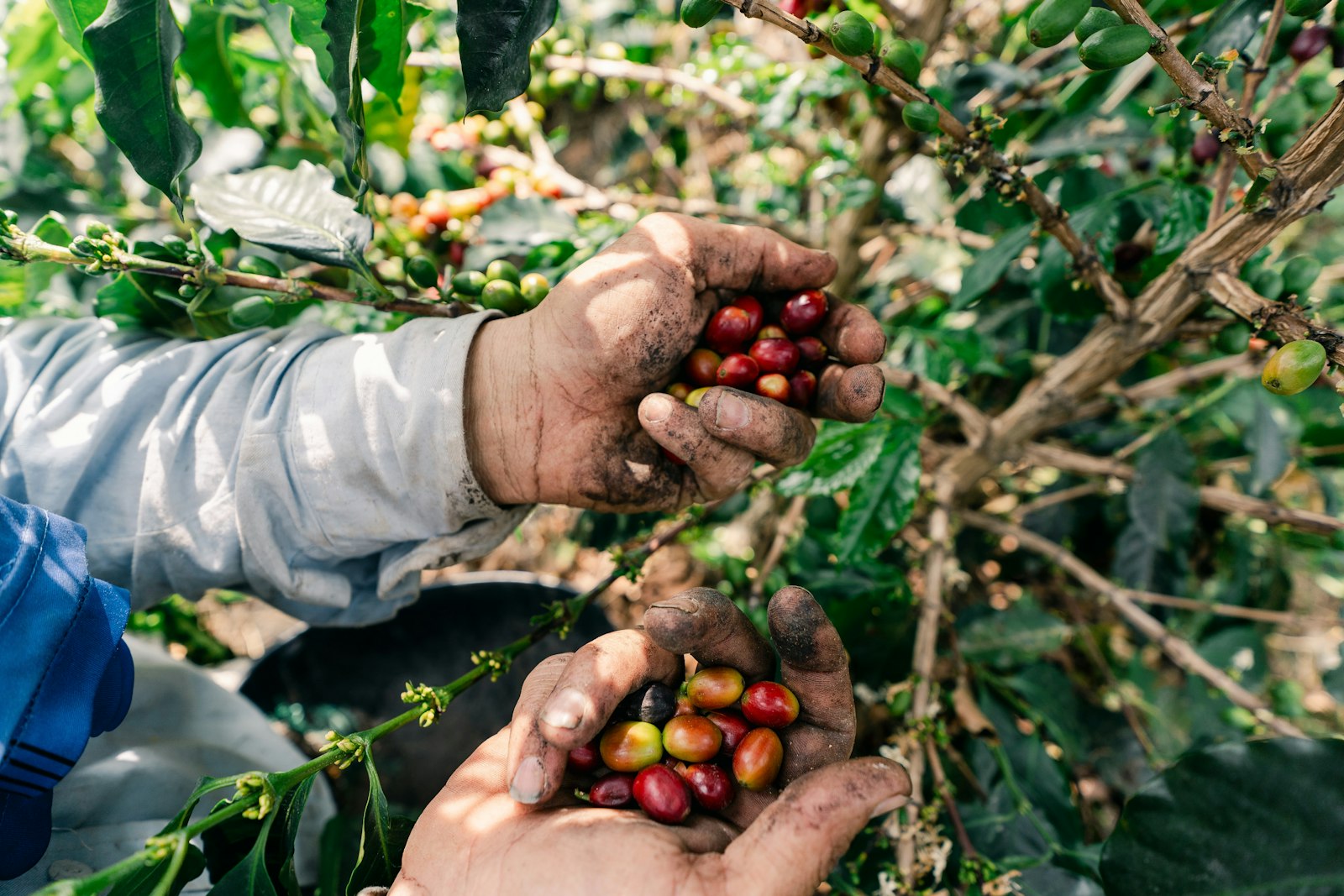 Hände ernten reife rote Kaffeekirschen, das Ausgangsmaterial für Co-Fermentation