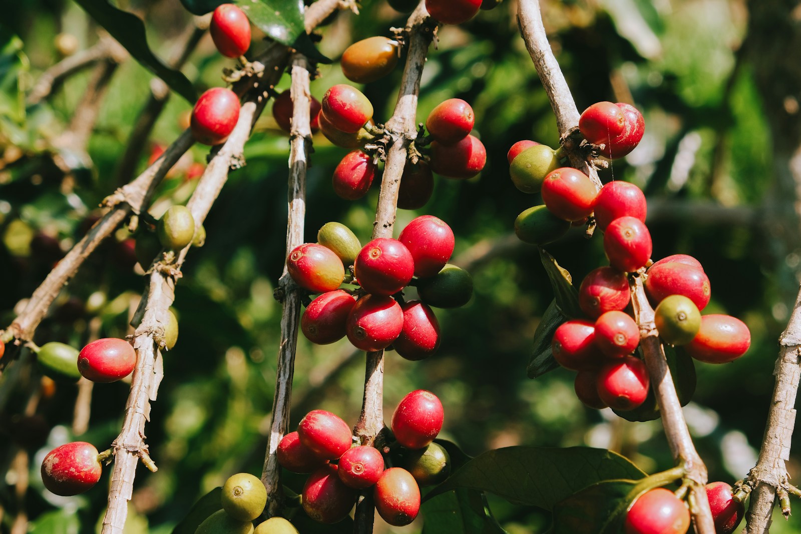 Branches heavy with ripe red coffee cherries in sunlight