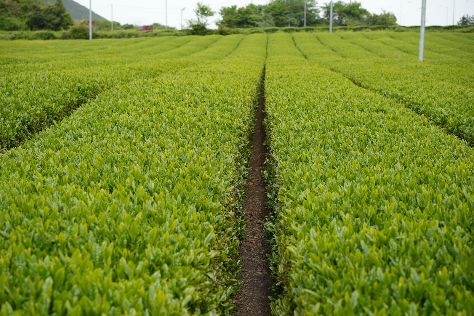 Reihen dicht geschnittener Teesträucher auf einem Feld