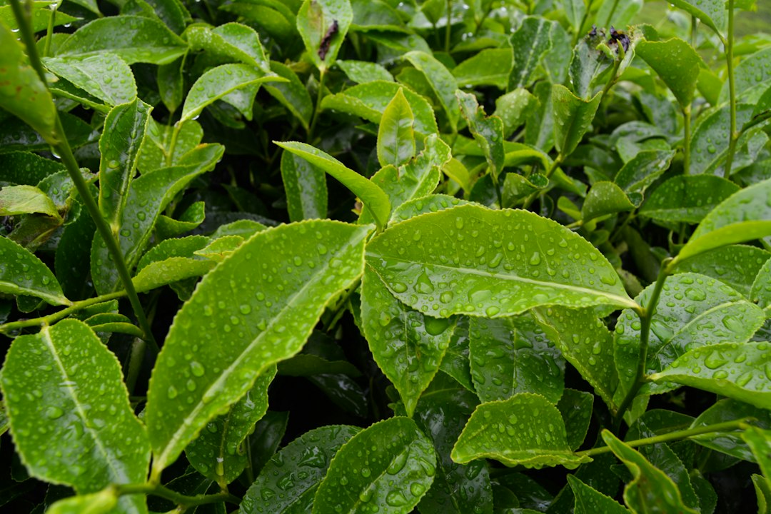 Frische Teeblätter mit Wassertropfen in Nahaufnahme