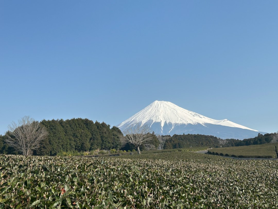 Teefeld in Japan mit dem Fuji im Hintergrund