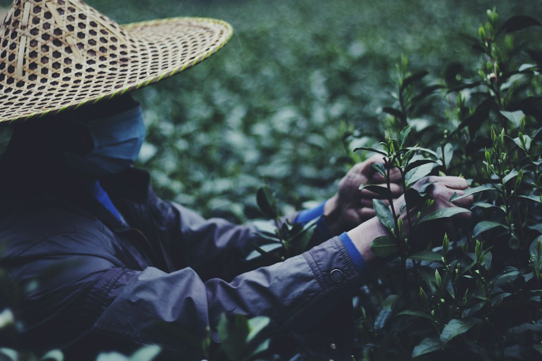Teepflücker bei der Ernte in Hupao bei Hangzhou