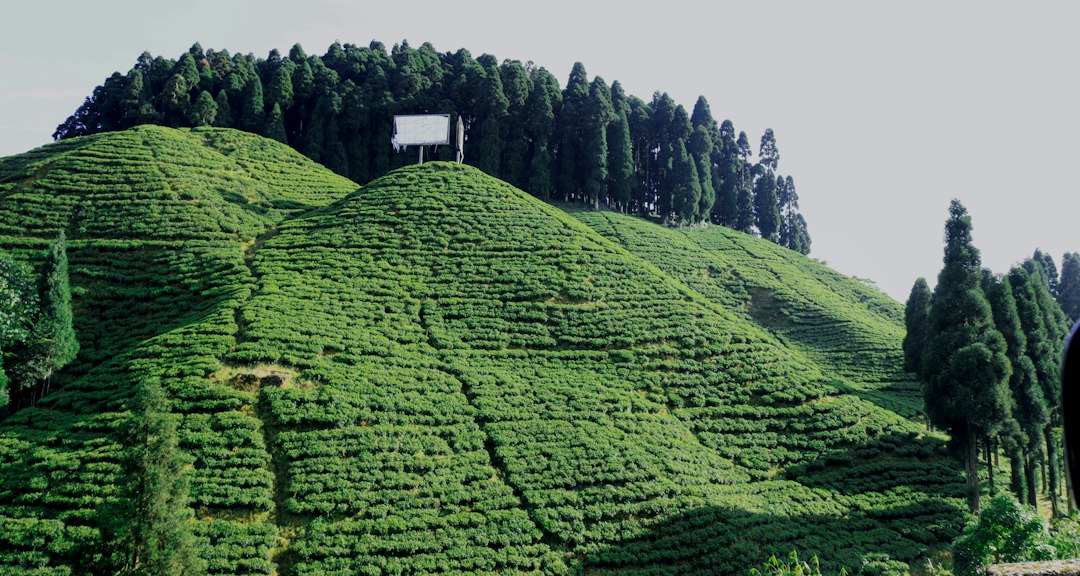 Teeplantage an steilen Berghängen in Darjeeling