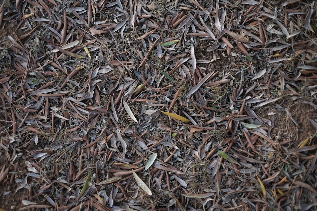 Dry fallen leaves covering the ground