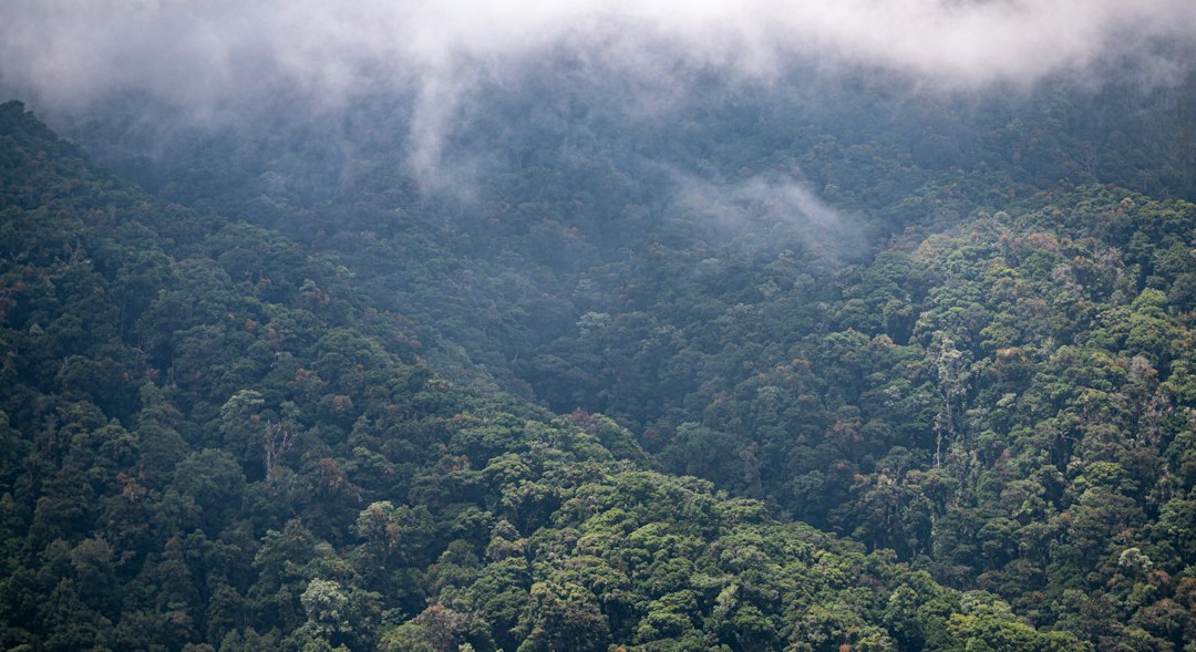 Dicht bewaldeter, nebelverhangener Berghang mit tropischem Wald
