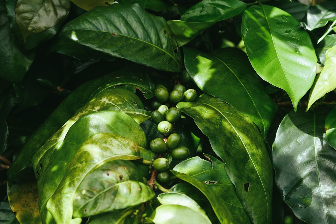 Unripe green coffee cherries on a branch among glossy leaves